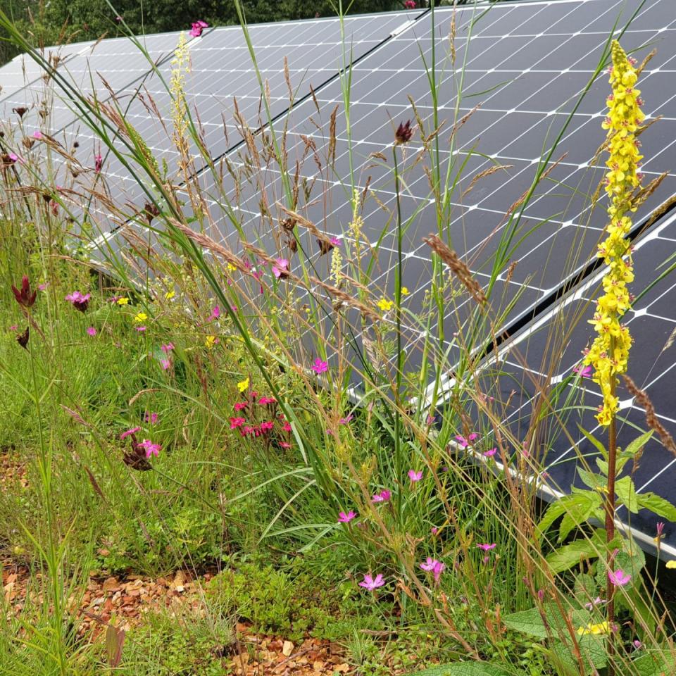 PV-Anlage mit einer Blühwiese auf einem Gründach
